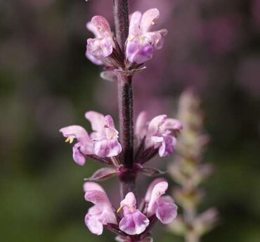 Salvia Bordeau Rose 2 Litre