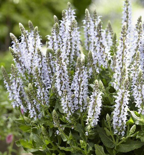 Salvia Bumble Sky 3 Litre