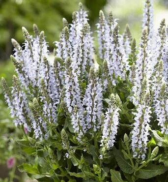 Salvia Bumble Sky 3 Litre