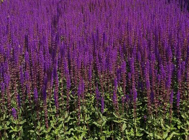 Salvia Caradonna 2 Litre - image 2