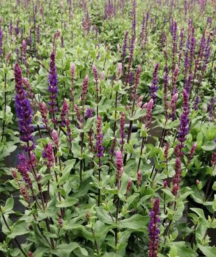 Salvia Caradonna 2 Litre - image 1