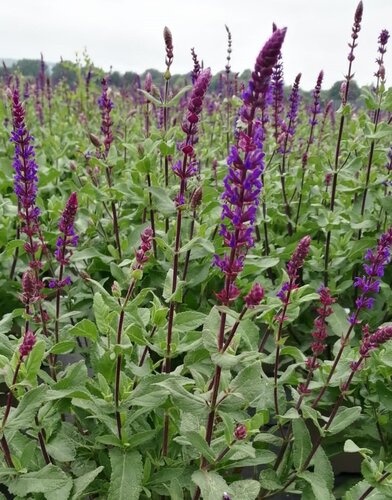 Salvia Caradonna 3 litre