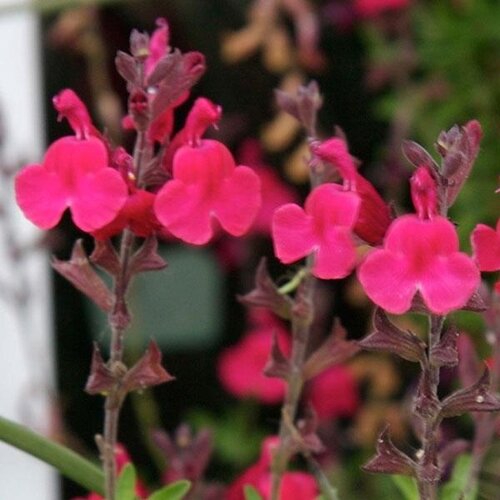 Salvia Cerro Potosi 2 Litre