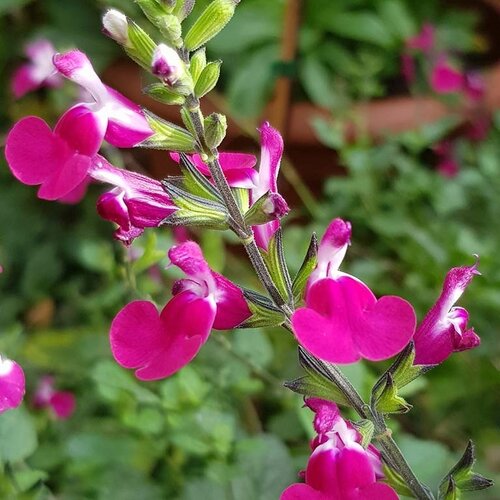 Salvia Cherry Lips 1.5 Litre