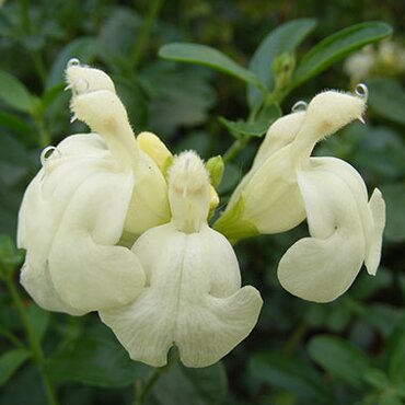 Salvia Clotted Cream 2 Litre