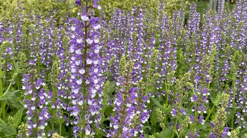 Salvia Color Spires Azure Snow 2 Litre