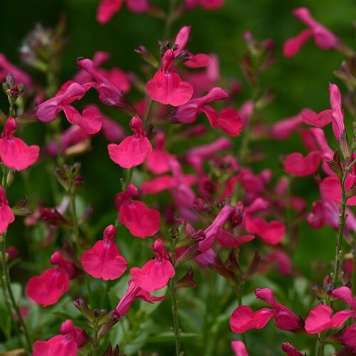 Salvia Cool Pink 2 Litre