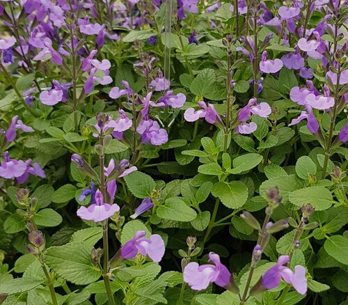 Salvia Cool Violet 2 Litre