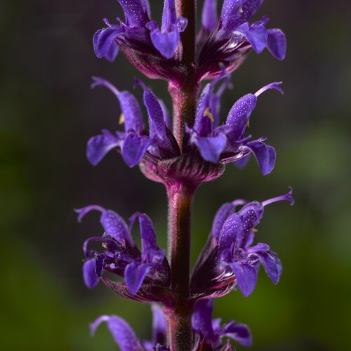 Salvia Dark Blue Marvel 2 Litre