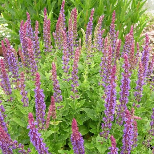 Salvia East Friesland 2 Litre