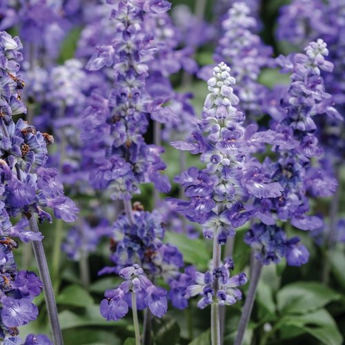 Salvia Farinacea Blue 1 Litre