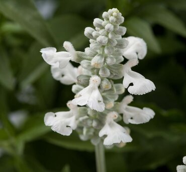 Salvia Farinacea Snow White 1 Litre