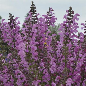 Salvia Fashionista Moulin Rouge 3 Litre