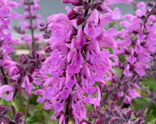 Salvia Fashionista Pretty In Pink 2 Litre