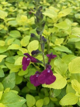 Salvia Golden Rosiene 2 Litre
