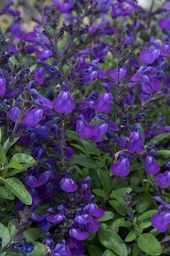 Salvia Greggii Mirage Blue 9cm