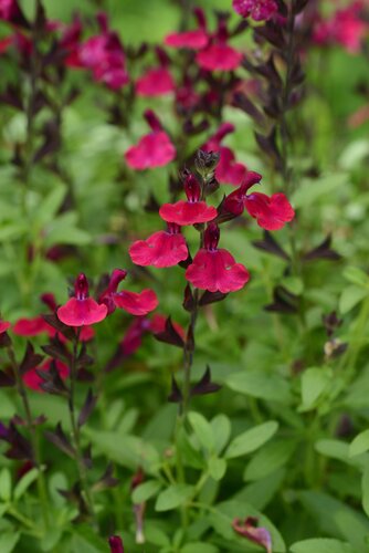 Salvia Greggii Mirage Burgundy 9cm