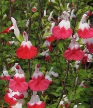 Salvia Hot Lips 1.5 Litre