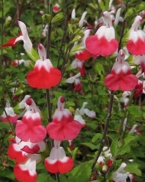 Salvia Hot Lips 3 litre