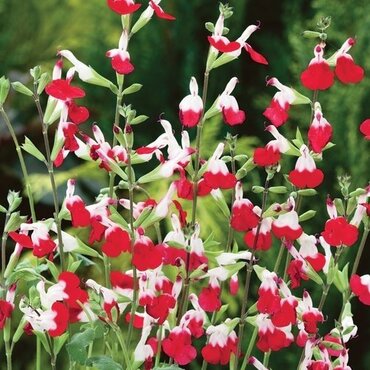Salvia Hot Lips 9cm