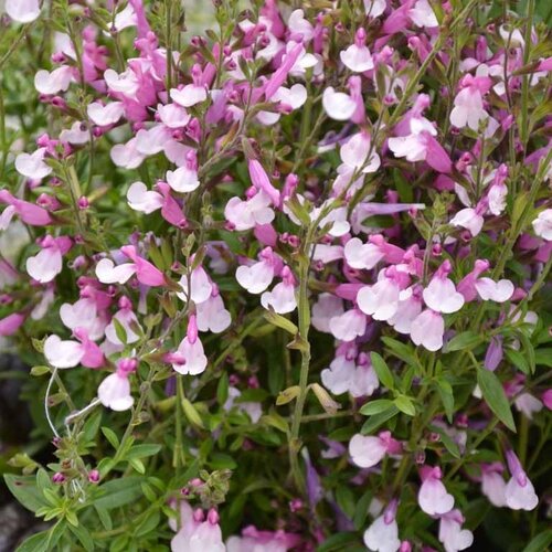 Salvia Joy 1.5 Litre