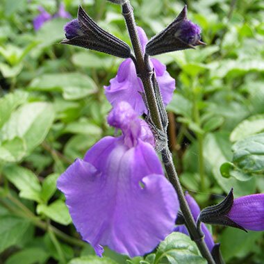 Salvia Lavender Dilly Dilly 2 Litre