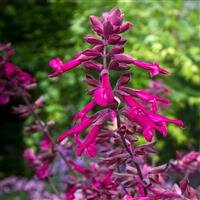 Salvia Love and Wishes 2 Litre