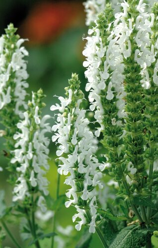 Salvia Lyrical White 3 Litre