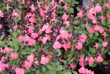 Salvia Magical Amoer 3 Litre