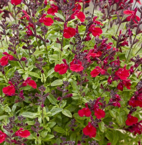 Salvia Magical Colorado 2 Litre