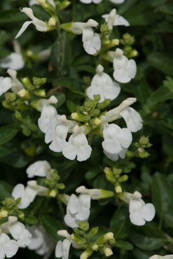 Salvia Magical Donau 3 Litre
