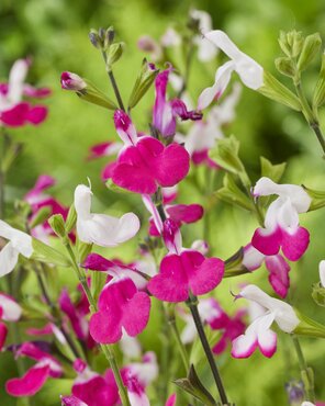 Salvia Magical Mississippi 2 Litre