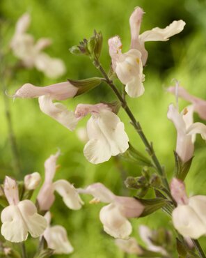Salvia Magical Rio Grande 2 Litre