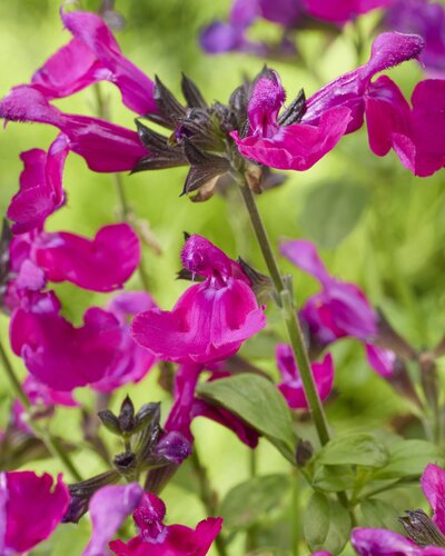 Salvia Magical Wolga 2 Litre
