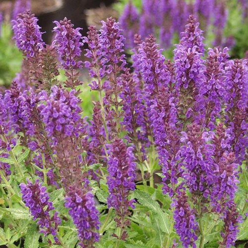 Salvia Marcus 2 Litre