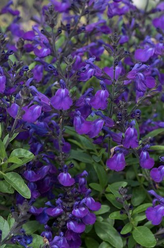 Salvia Mirage Blue 2 Litre