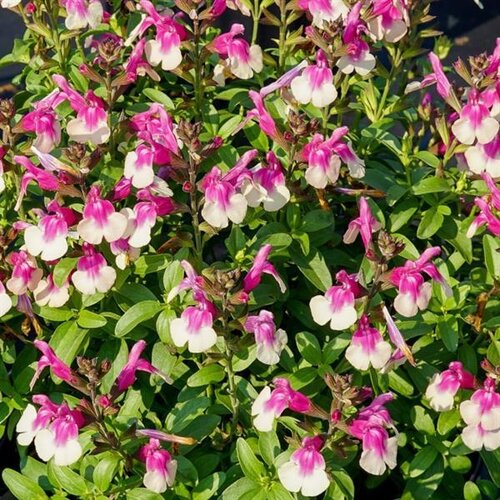 Salvia Mirage Rose Bicolor 2 Litre