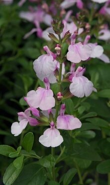 Salvia Mirage Soft Pink 2 Litre