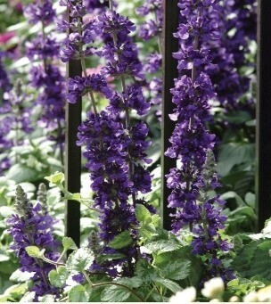 Salvia Mystic Spires Blue 2 Litre