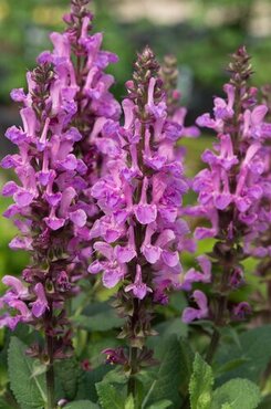 Salvia Nemerosa Rose Marvel 9cm