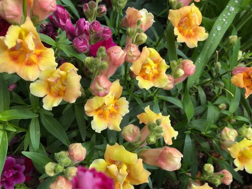 Antirrhinum Twinny 1L