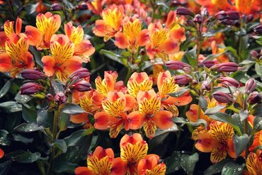 Alstroemeria Indian Summer (Ca - image 2