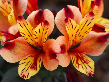 Alstroemeria Indian Summer (Ca - image 1