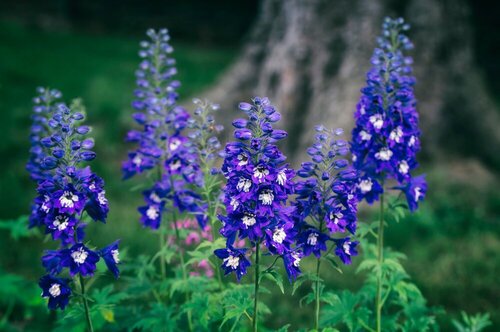 Delphinium Summer Nights 2L