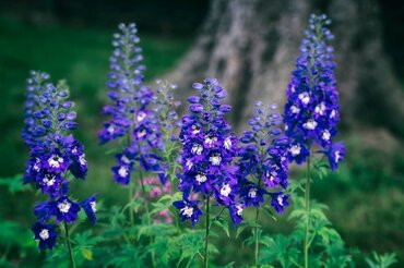 Delphinium Summer Nights 2L