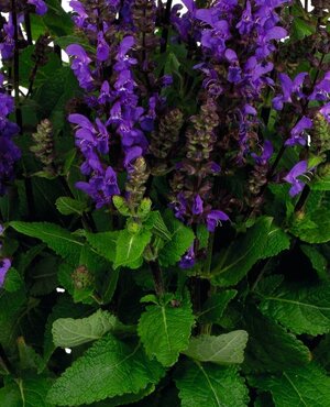 Salvia Noble Knight 3 Litre