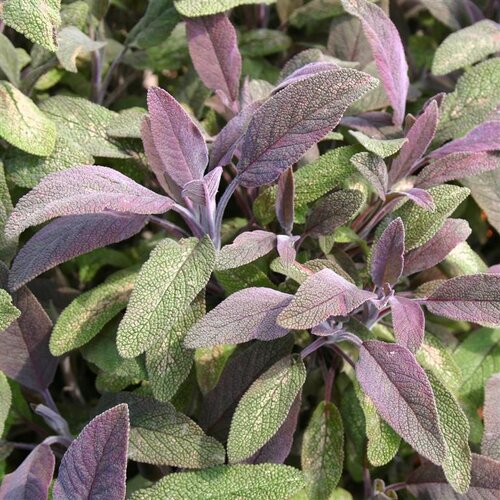 Salvia Officinalis Purpurascens 9cm