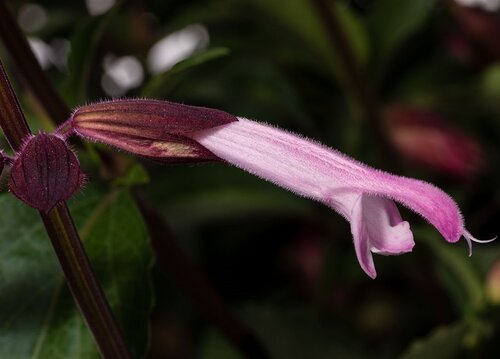 Salvia Pink Amistad 2 Litre