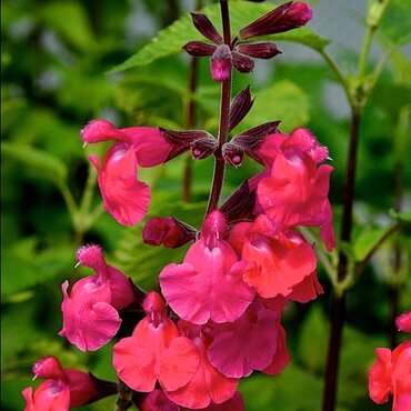 Salvia Pink Pong 2 Litre