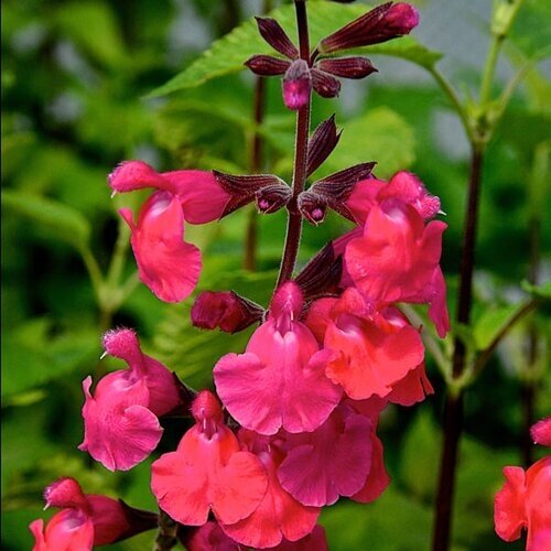 Salvia Pink Pong 7 Litre